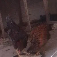 مرغ وخروس