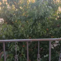 اجاره