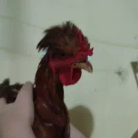 مرغ کاکلی چهار ماهه