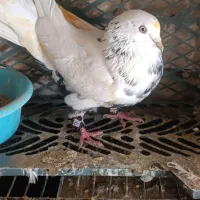 کبوتر