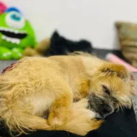 سگ پنج ماه