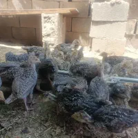 جوجه محلی، جوجه بوقلمون ۷۰ روزه، بوقلمون بالغ