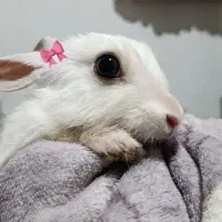 واگذاری خرگوش ناز