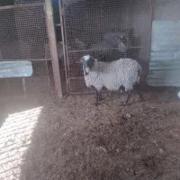 قوچ رومانف اصل