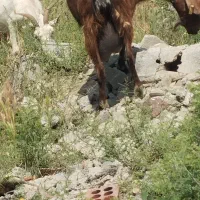 نر بز پاکستانی لنگه سه غلو بز آبستن سنگین سانن