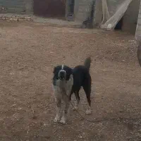 سگ  نر|سگ|فلارد, |دیوار