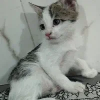 گربه خانگی