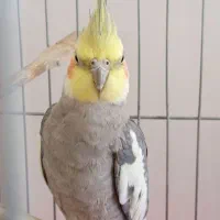 عروس هلندی  جفت نر و ماده