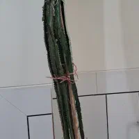 فروش گل افوربیا