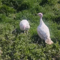 بوقلمون زنده گوشتی