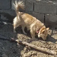 سگ پاکوتاه زیبا