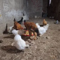 مرغ ابریشمی گوشواره آبی