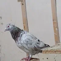 سار هفت رنگ