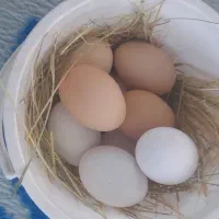 تخم مرغ نطفه دار برهما  و تخمگذار