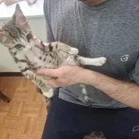 واگذاری بچه گربه خوشگل