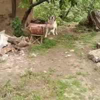 سگ ۷ماهه همه چی تموم فقط برای گله