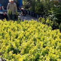 خدمات باغبانی فروش گل و گیاه کاشت گل باغچه کاری