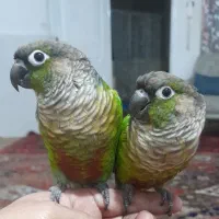یه جفت گرینچیک مولد
