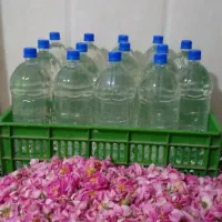 گلاب خونگی