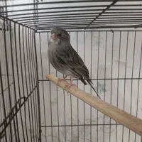 قناری نر کلاستر