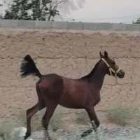 کره مادیون کرد اصیل
