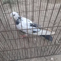 کفتر|پرنده|شریفآباد, |دیوار