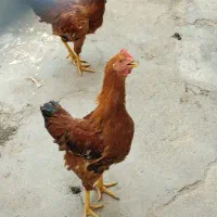 خروس مرغ