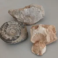 فسیل آمونیت و صدف زاگرس