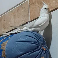 عروس هلندی گمشده