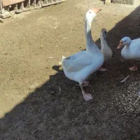 قوغاز و اردک