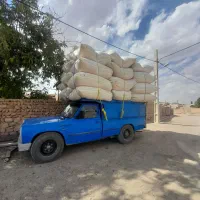 کاه گندم نرم دیم گوسفندی