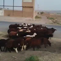 بره نر پای پروار سبک افشار