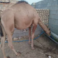 شتر