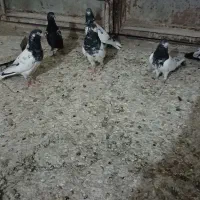 تعدادی کفتر کفتر بازی حسابی شهرستان