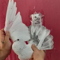 کفتر گرفتنی برج