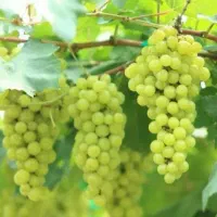 فروش کود هومیک، فروت ست، NPK و تریکودرما  سنقر