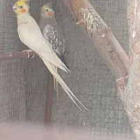 عروس هلندی جفت یک میلیون ۹۰۰