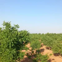 باغ-بادام