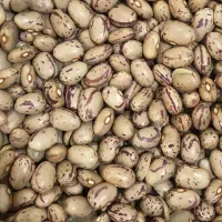 لوبیا چیتی ازبک