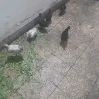 جوجه