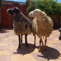قوچ لاکن
