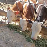 فروش گاو گوساله