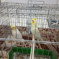 عروس هلندی عروس پاریس