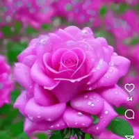 فروش‌خط‌پیش‌شماره‌۱۰۰