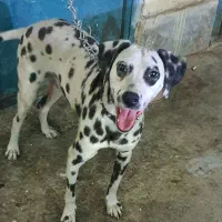 فروش سگ با اصالت