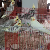 فروش عروس هلندی