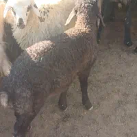 4راس بره نر شیر مست درشت