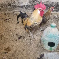 خروس|حیوانات مزرعه|کرج, المهدی|دیوار