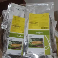 بذر ذرت