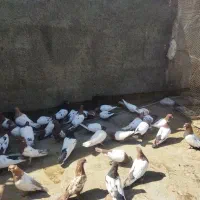 کبوتر|پرنده|مشهد, گاز|دیوار